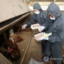 부실농장 이미지