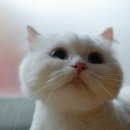 냥이사랑 이미지