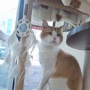 함께냥 대전점 이미지