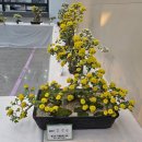 남천둔치1 | 산여울의 동네 한바퀴- 남천둔치 옥곡동 국화전시장, 경산시청 분재국화전시장, 경산자연마당