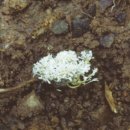 버섯공부 3 - 눈꽃동충하초 이미지