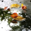 소스테누토 이미지