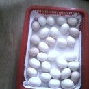 송제농원 이미지