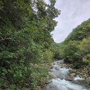 지리산 보더콜리 이미지