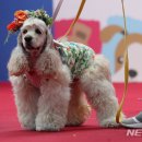 우아하개 이미지