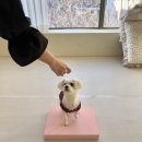 댕구르르 이미지