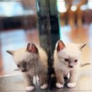 전주강아지분양 고양이분양 24시 데려가개 전주점 이미지