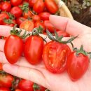 토마토 이미지