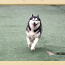 덕분에 행복하개 이미지