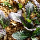 돌산갓밥상 이미지