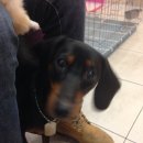 미니 & 바니 애견샵 이미지