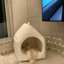 화이트 패밀리 켄넬 | 아우스리푸 인포멀 하우스 패밀리 (@ourslippu) - 강아지 하우스 추천