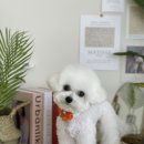 유어펫 살롱 이미지