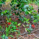 영산도명품마을 이미지