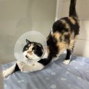 사하동물병원 이미지