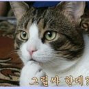 그래도물회
