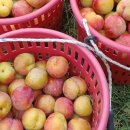 임동농장 이미지