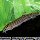 어류도감 이미지