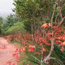 신안군『Crocosmia 여름꽃 랜선 축제』 준비[e미래뉴스] 이미지