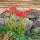 스테이 수림 이미지