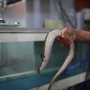 경포천장어 이미지