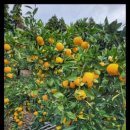 다미 농장 이미지