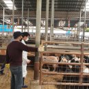 기종축산 이미지