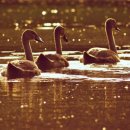 백조약국 이미지