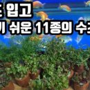 킹콩아쿠아 이미지