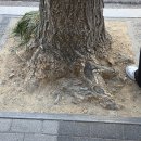 그루터기