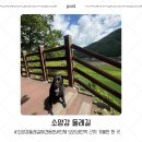 소양강둘레길 1코스 | [인제/애견동반] 강아지랑 소양강 둘레길 하늘길 산책
