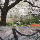 서대문구 안산 벚꽃 공원, 홍제 폭포' 4월에 최고 아름다운 명소!! 이미지