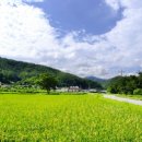 금곡마을 이미지