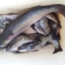 남해낚시 이미지