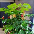 신안골드리치 | 안산마사지 THE조은바디앤풋샵 봄맞이 대청소 몸살 풀고 온 후기