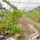 은원농장 이미지