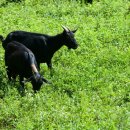 양지흑염소 이미지