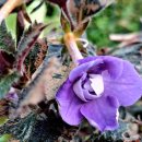 분홍공주 이미지