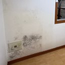 삼화고무 | 벽지 곰팡이 제거 후 페인트칠 하는 방법 직접 해 본 후기