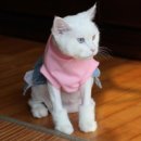 헬로똘복 - 성남시 분당구 미금로 251 | 헬로똘복