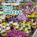 평택꽃집 남사화훼단지 정다운묘목농원 꽃 묘목 다양해서 고르기 편했던 곳