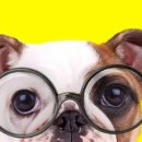 부여애견 이미지