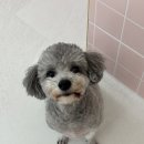 강서유치원 | 서울 강서구 애견미용실 , 서울 애견유치원 추천 퍼피파파 방문 후기