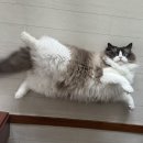금쪽금쪽금쪽반려동물병원 | KB펫보험 장단점|내돈내산 후기:: 금쪽같은 펫보험• 보험료 비교•펫보험 추천•가입방법
