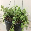 헤어퍼머먼트 스타일 이미지