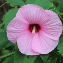 부용쉼터 이미지