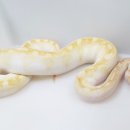 헬로우렙타일 | [방문 후기] 헬로우 렙타일