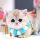 강남고양이분양 나비캣 | 먼치킨고양이분양 알아보다가 발견한 캣프렌즈, 직접 보고 느낀 점