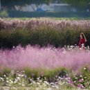 바람새마을 이미지