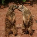 끼리끼리 이미지